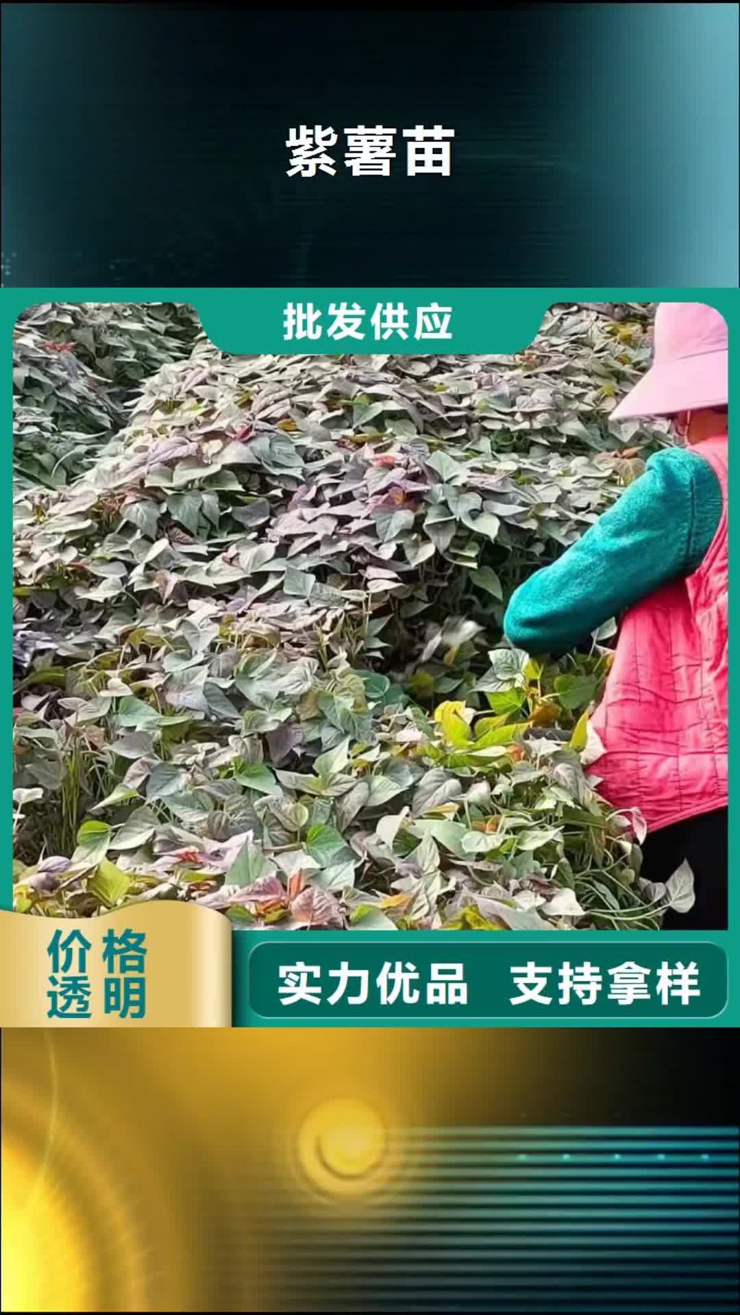 衢州【紫薯苗】紫薯粉实力优品