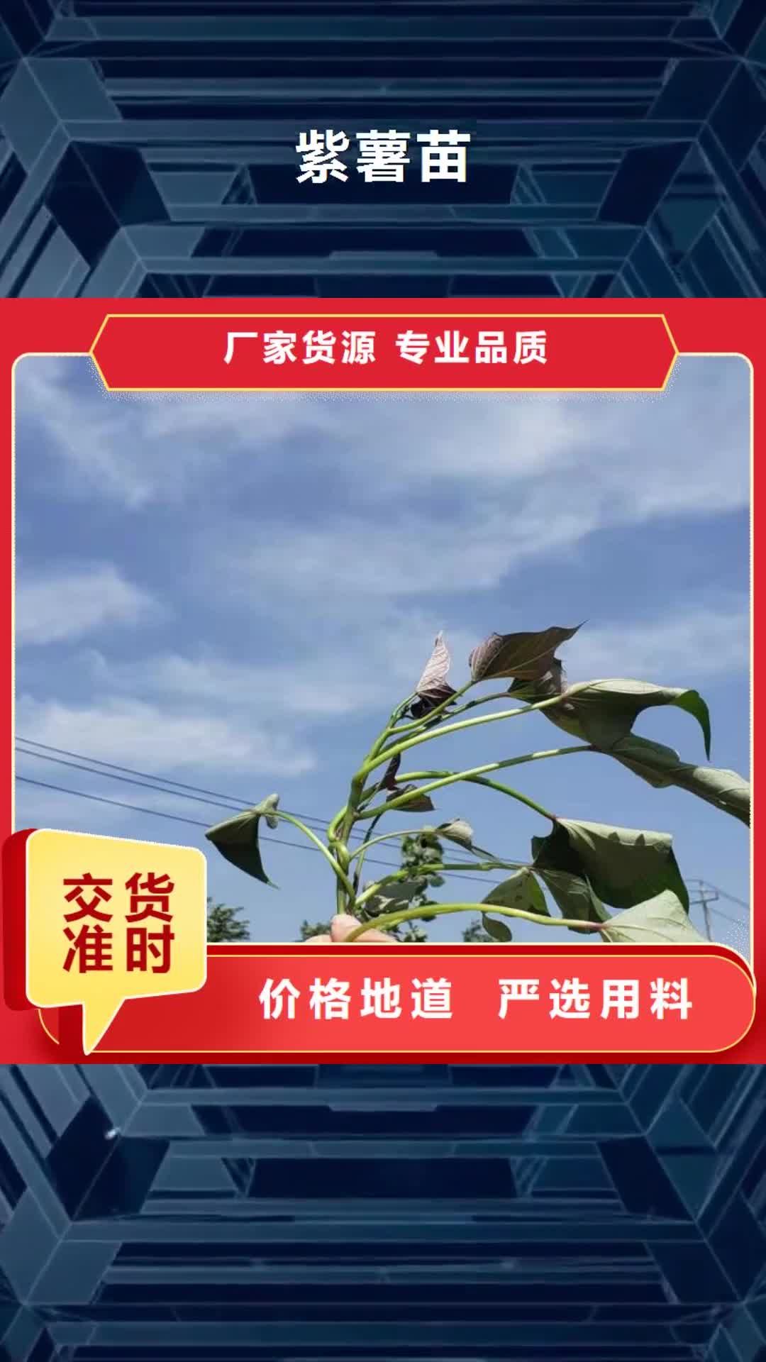 【阿坝 紫薯苗红薯粉工厂直供】