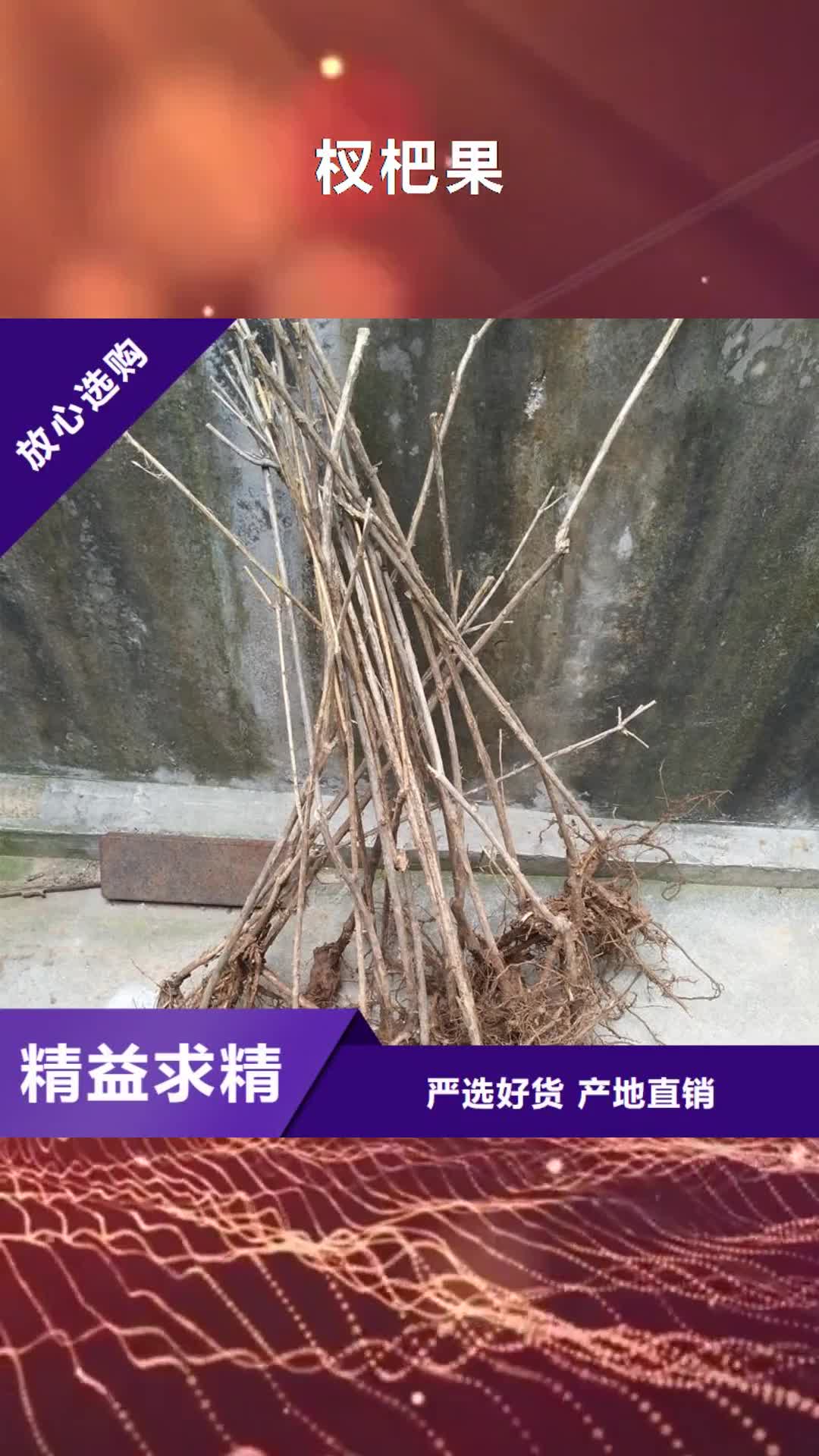 金华【杈杷果】樱桃苗优选货源