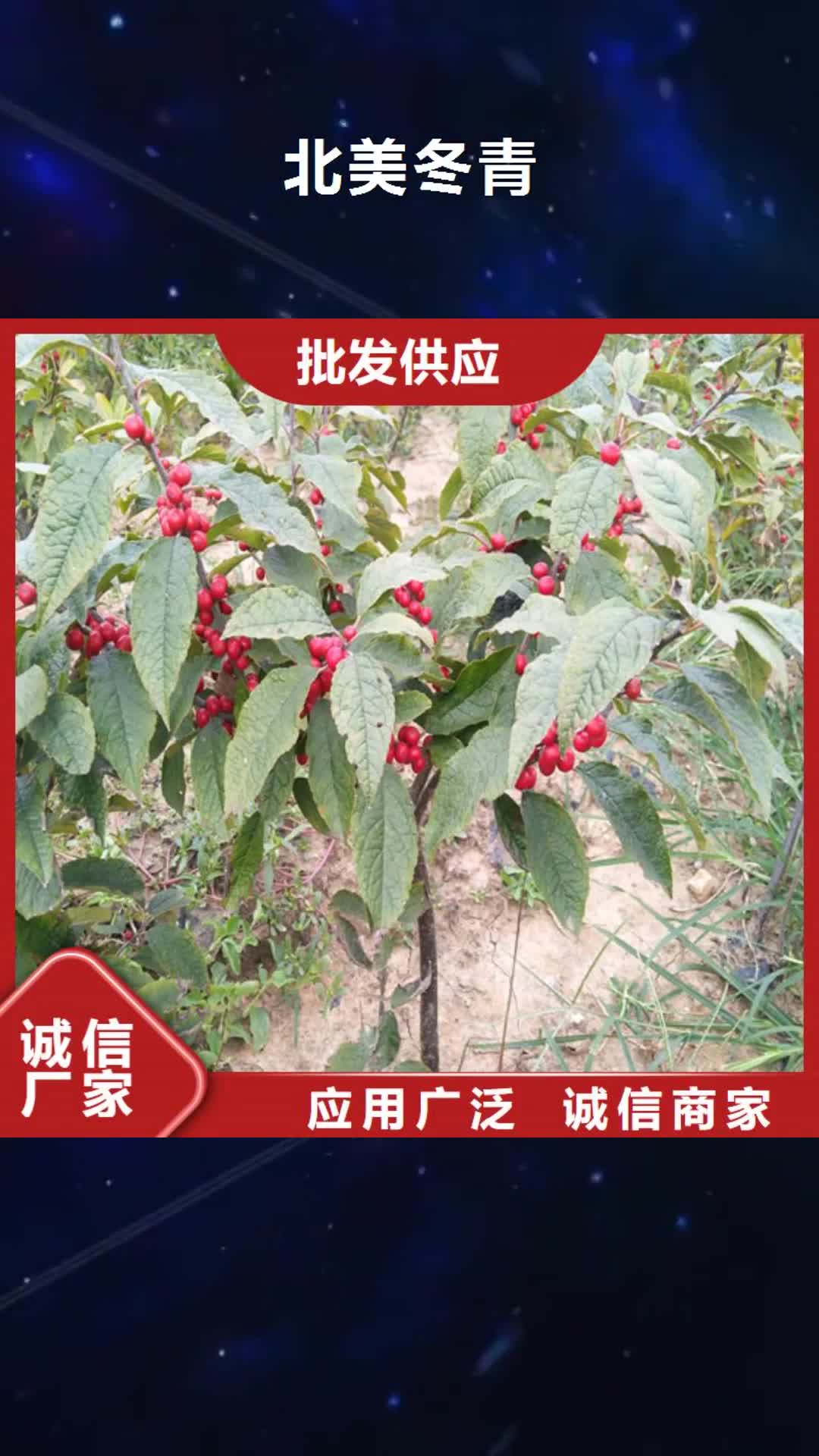 宁德【北美冬青】 樱桃苗拒绝中间商