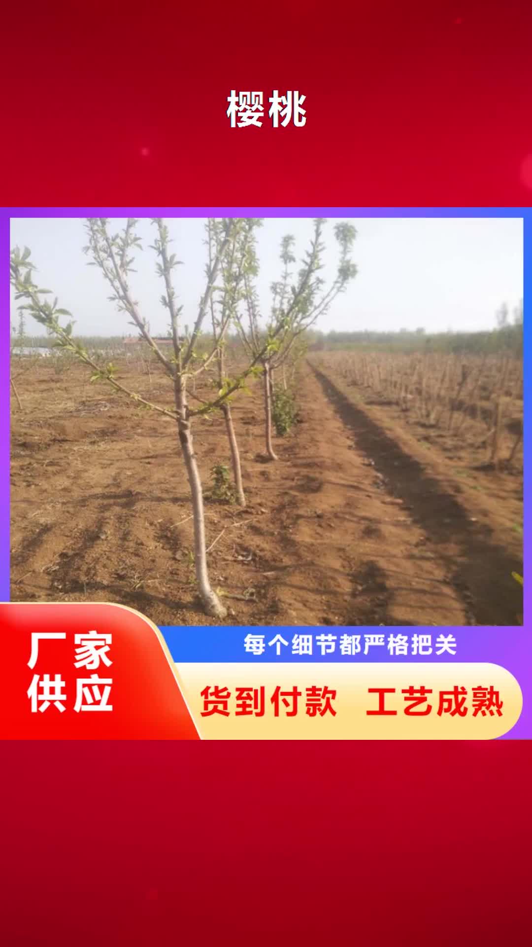 舟山 樱桃_【梨树苗】实力厂家直销