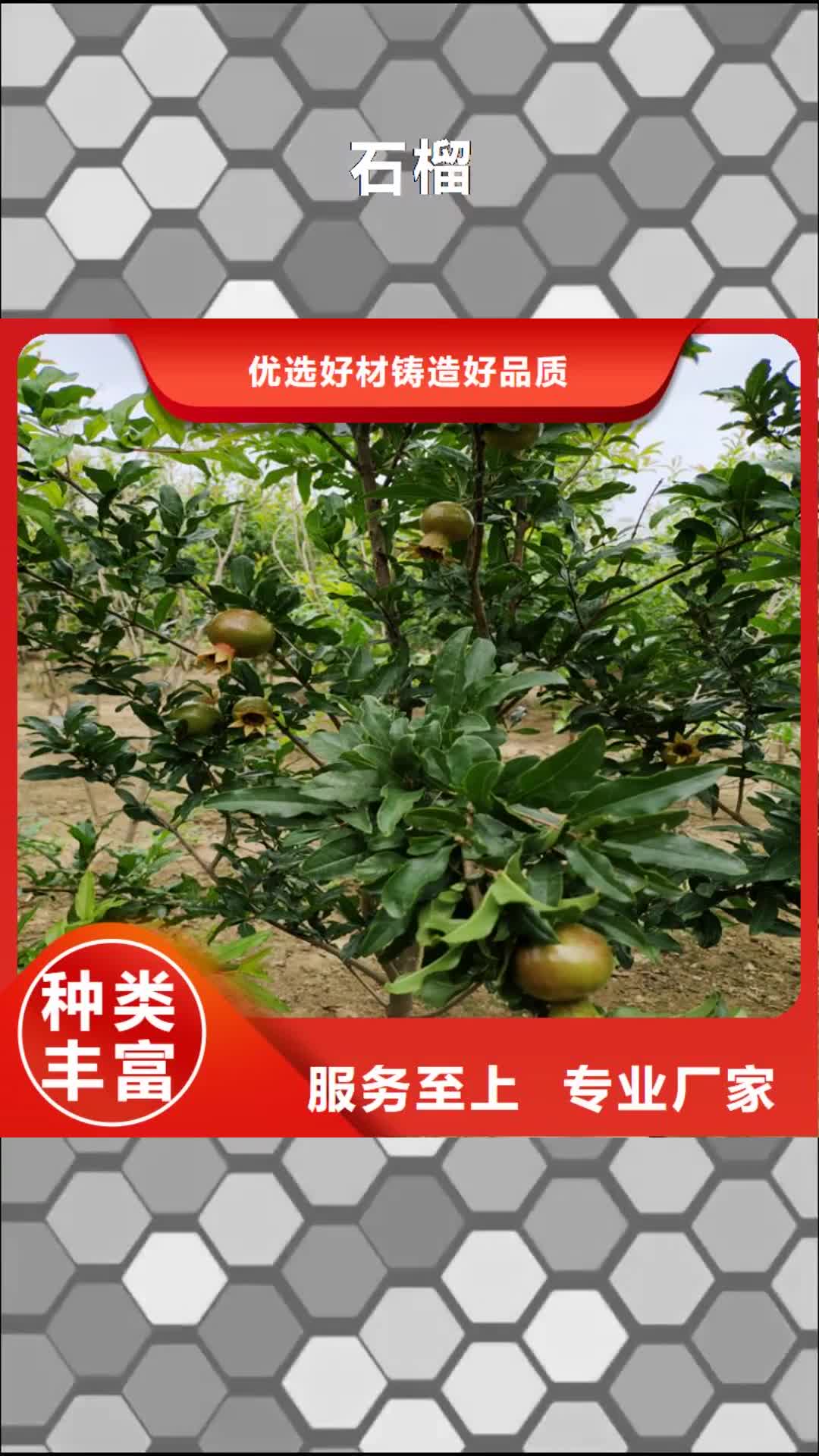 泉州【石榴】-杏树苗品质优选