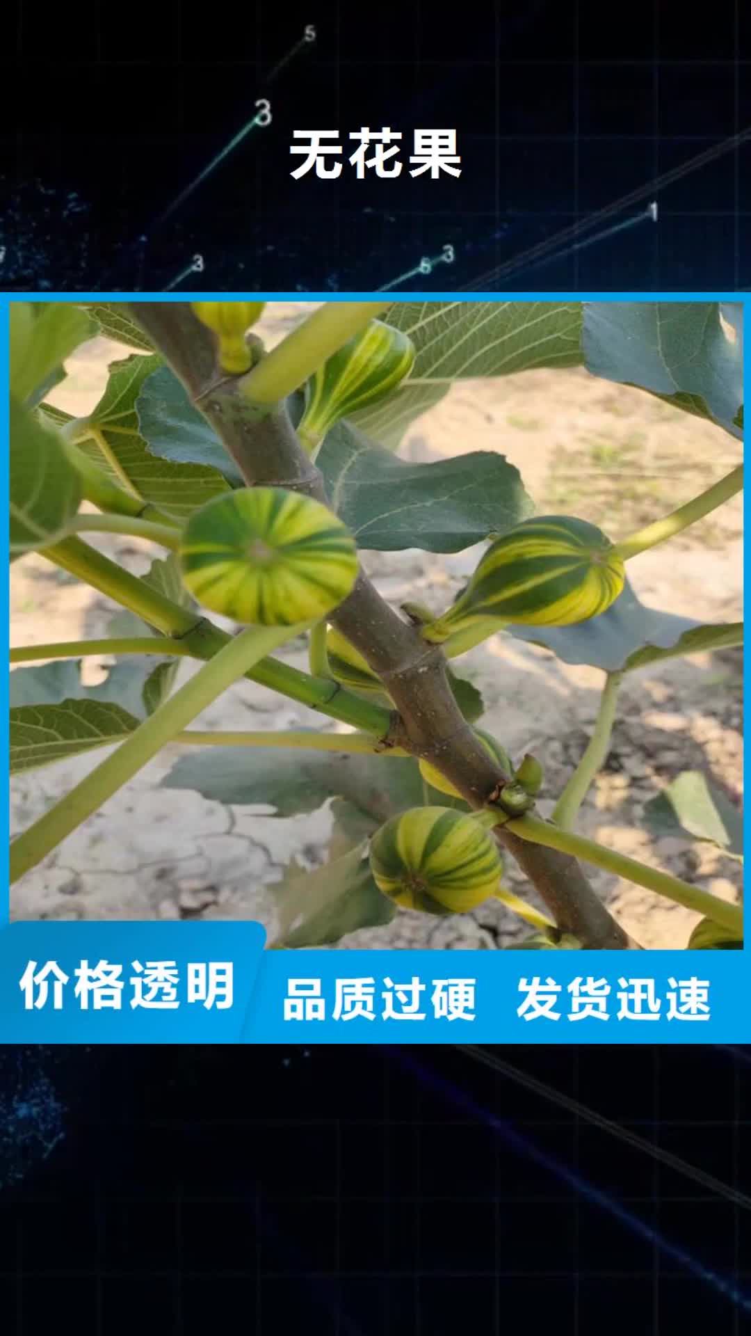 【秦皇岛 无花果 梨树苗优质工艺】