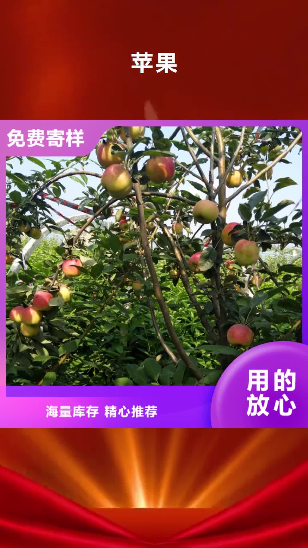 【绵阳 苹果-蓝莓苗精工细致打造】