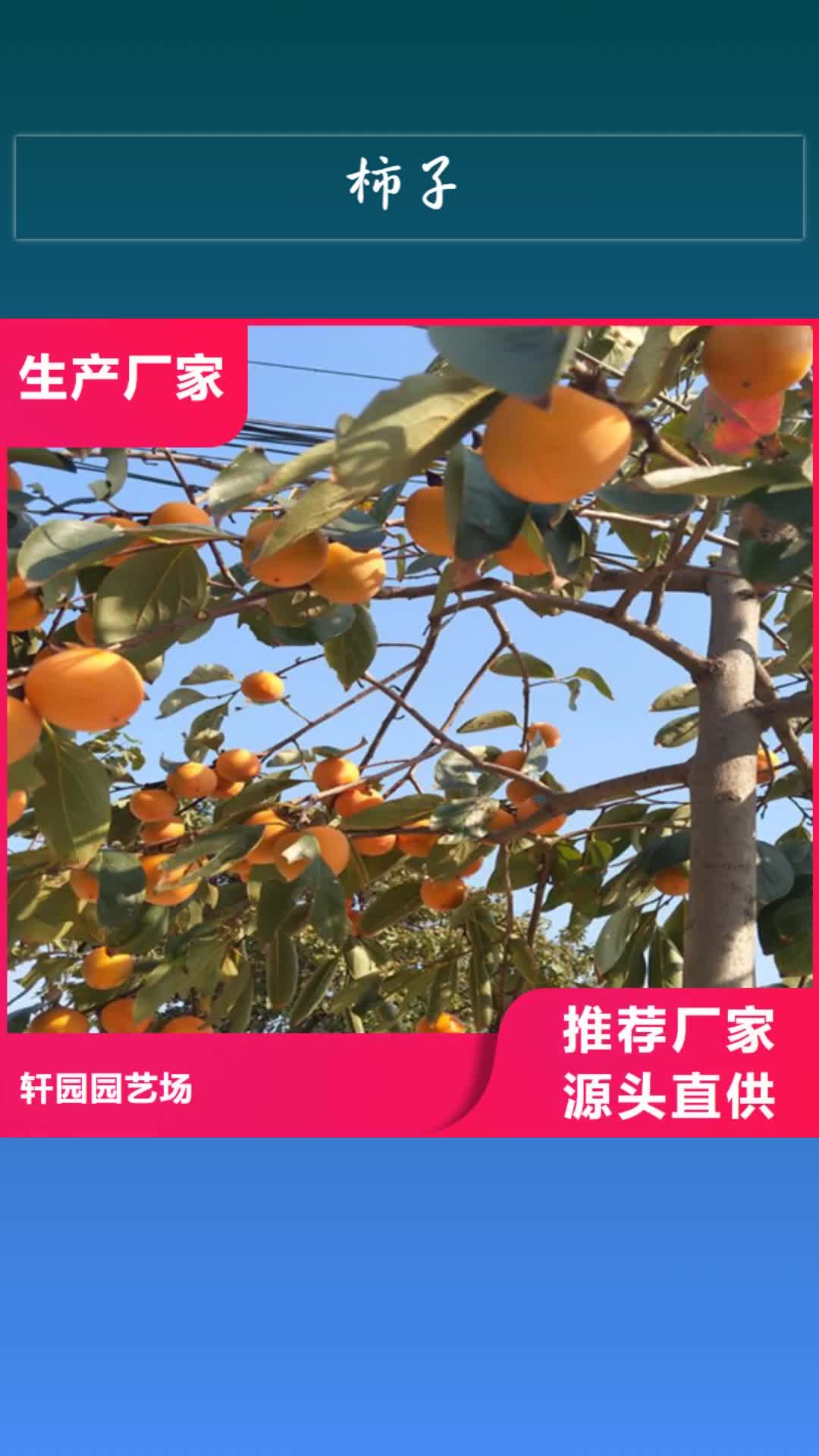 【河源 柿子 石榴树欢迎来电询价】