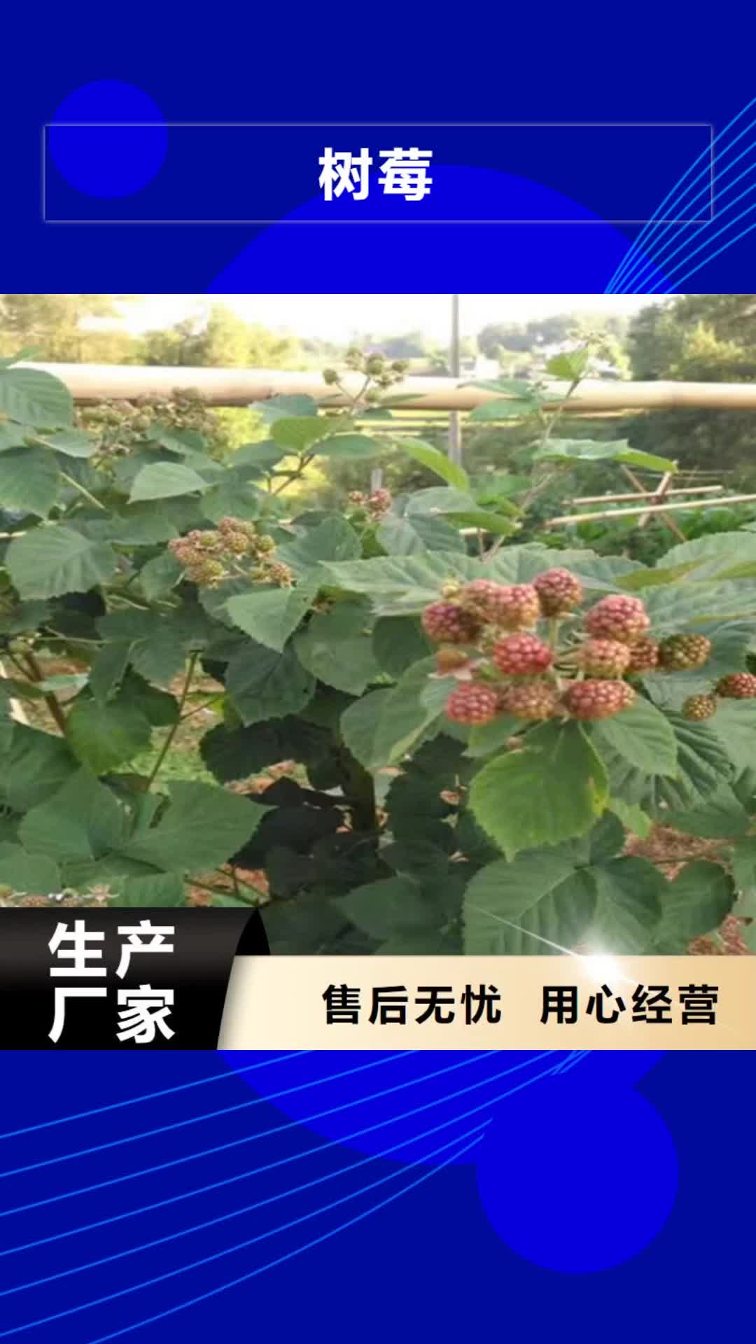 【肇庆 树莓 石榴树精工细致打造】