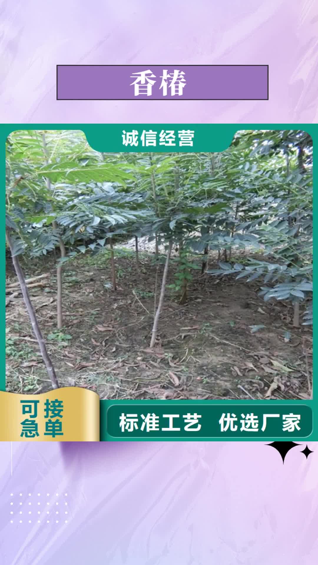 【泸州 香椿 桃树苗注重细节】