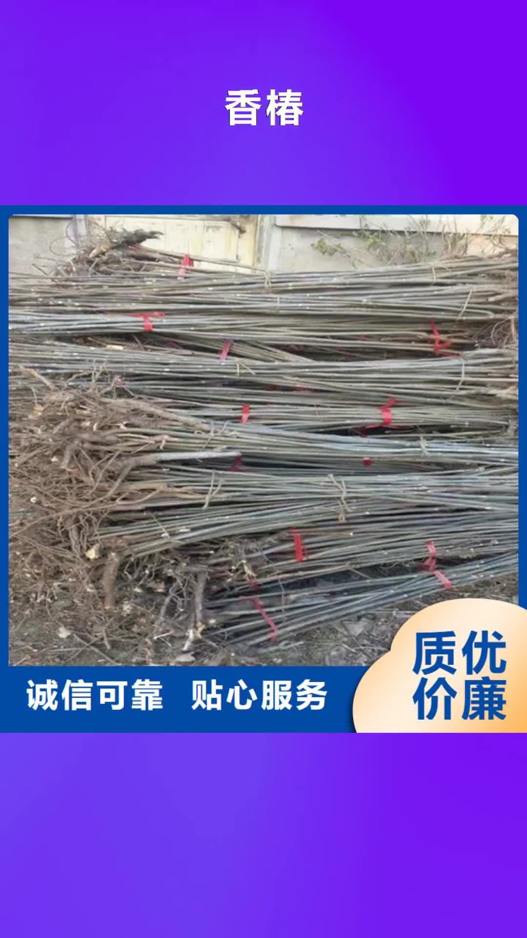 【聊城 香椿,石榴树专业的生产厂家】