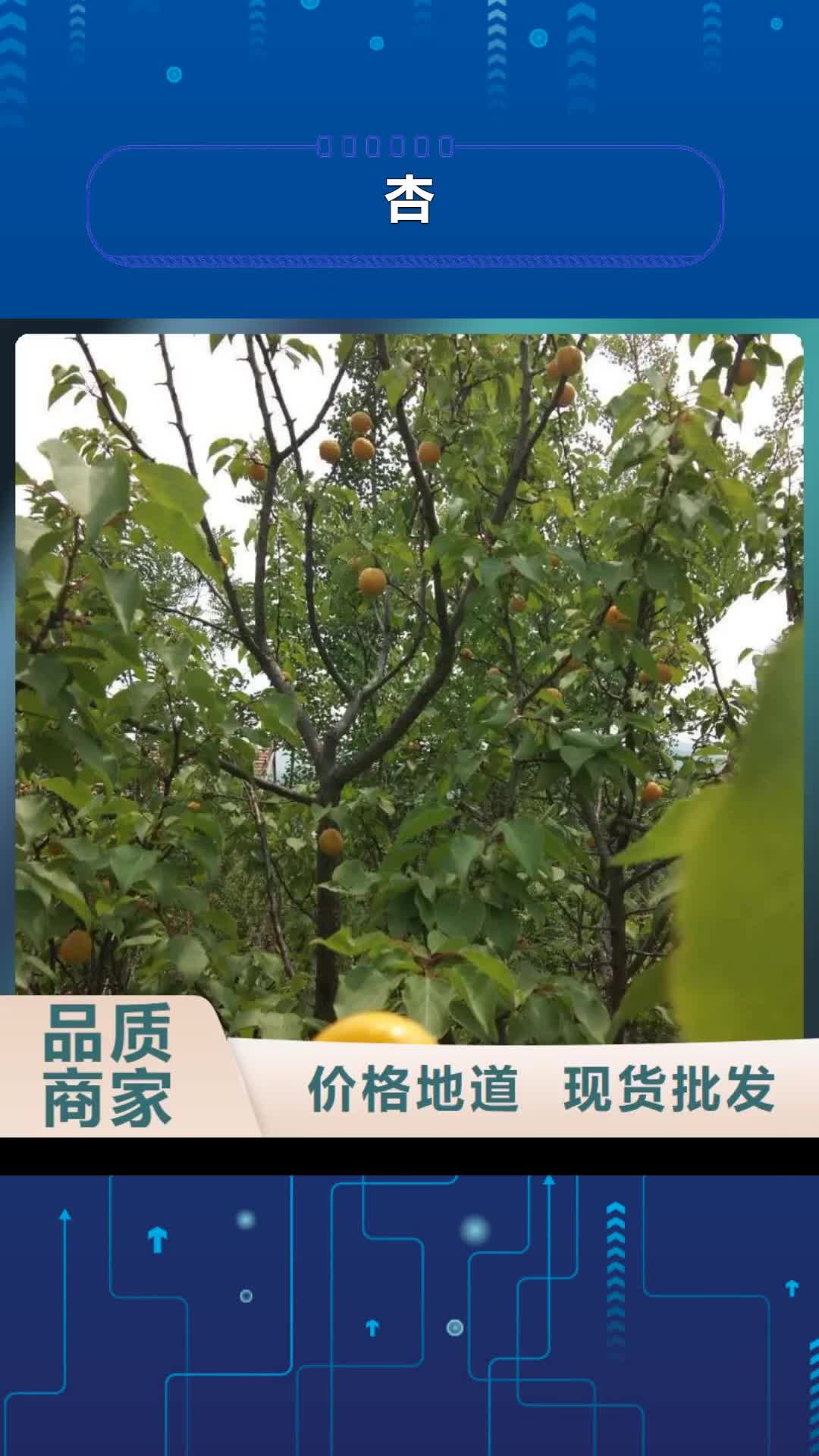 永州 杏,【石榴树】快捷物流