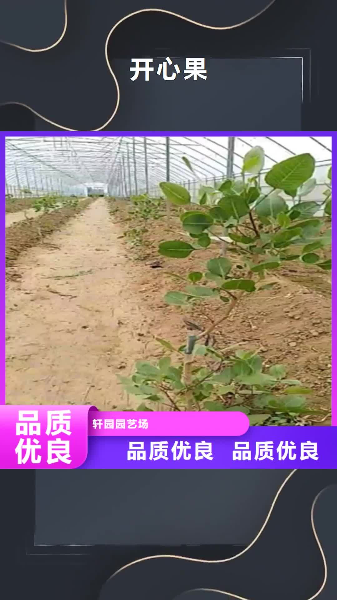 宿州 开心果 【石榴树】质量检测