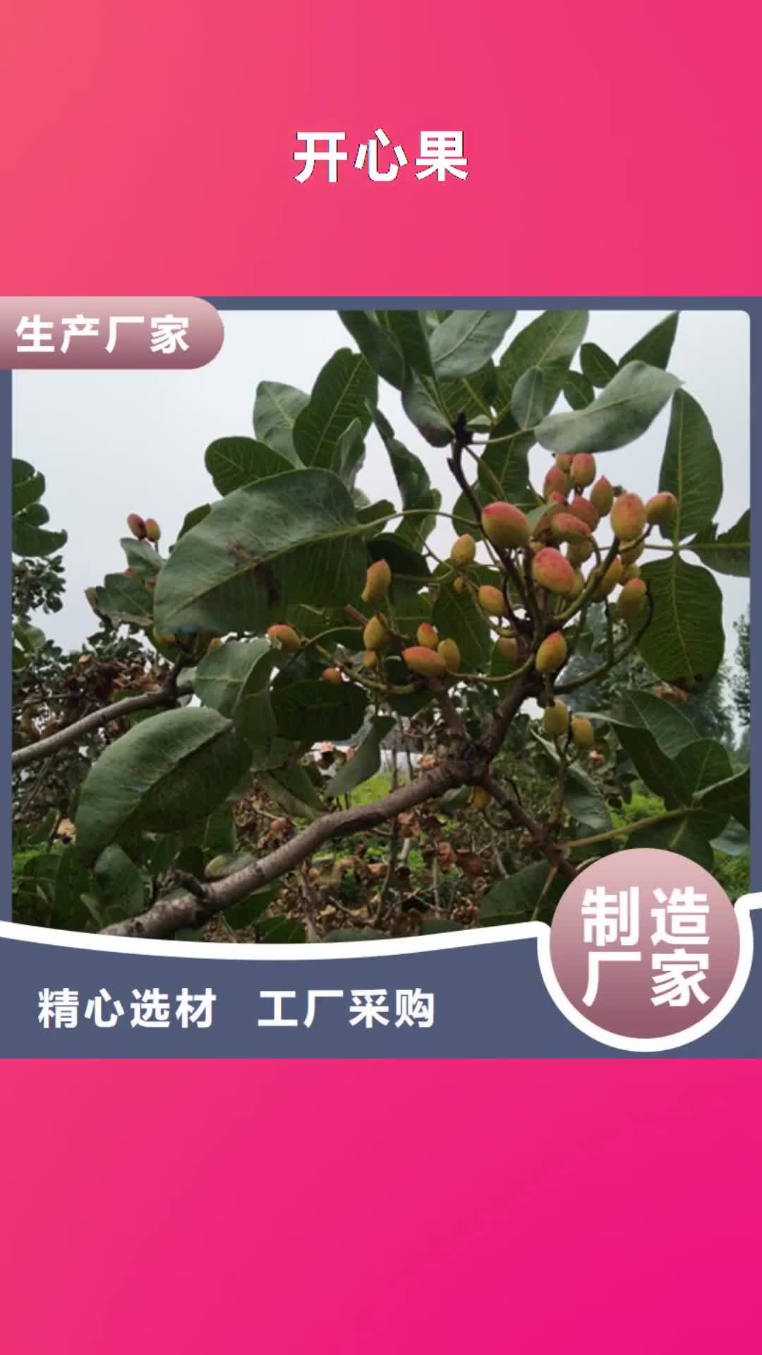 淮安【开心果】-石榴树性价比高