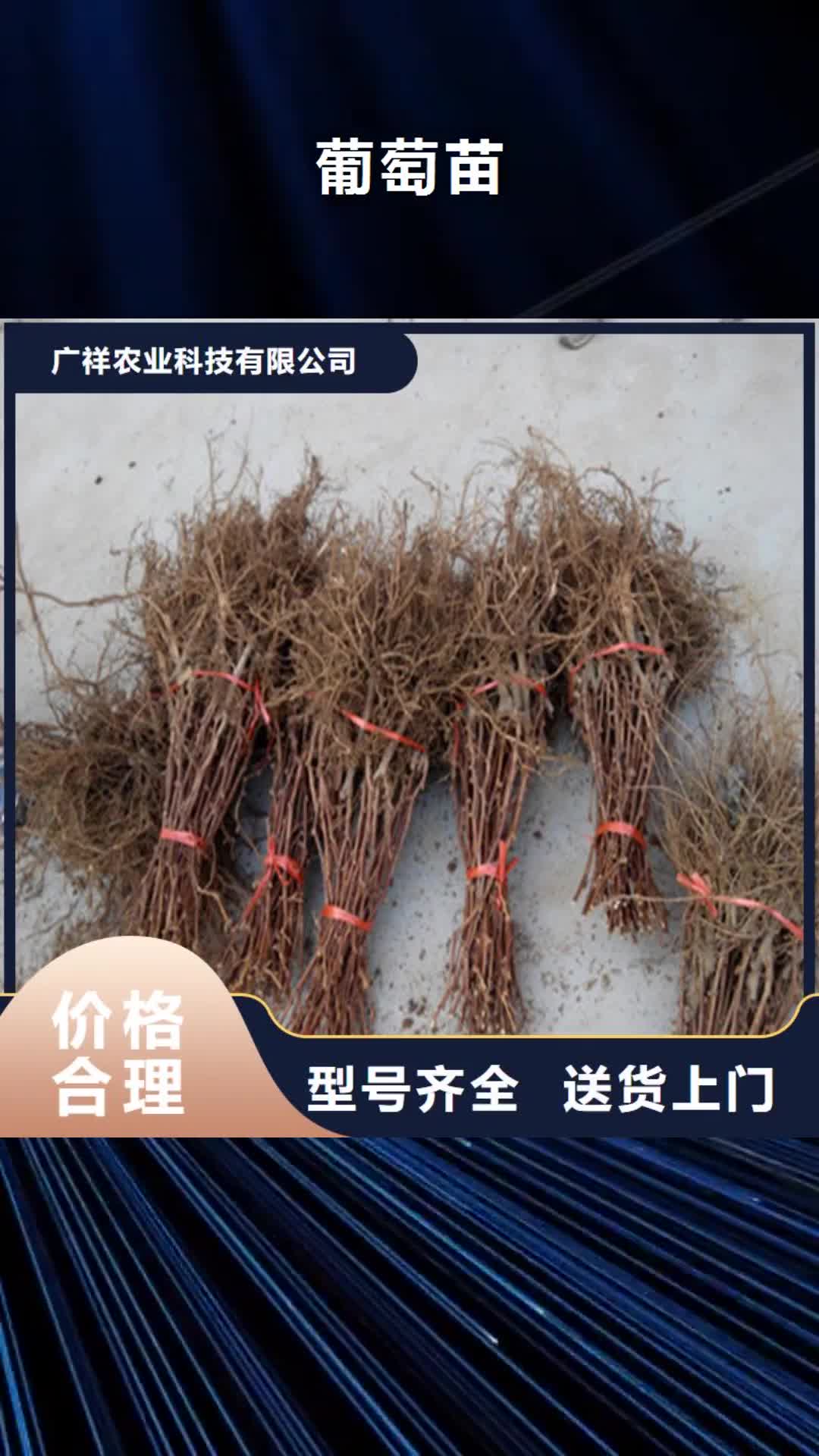 贺州 葡萄苗敢与同行比服务