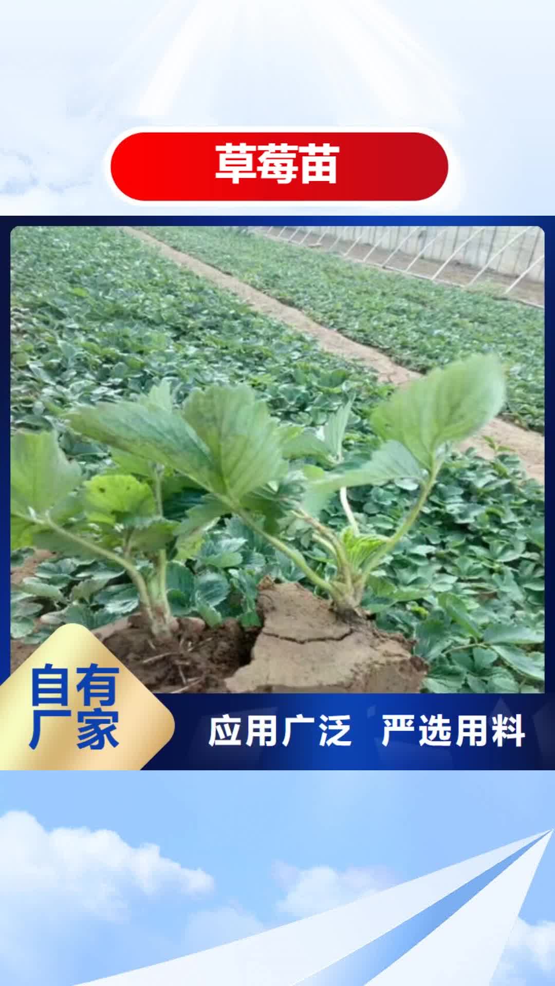 宿迁 草莓苗-【草莓苗价格】精致工艺