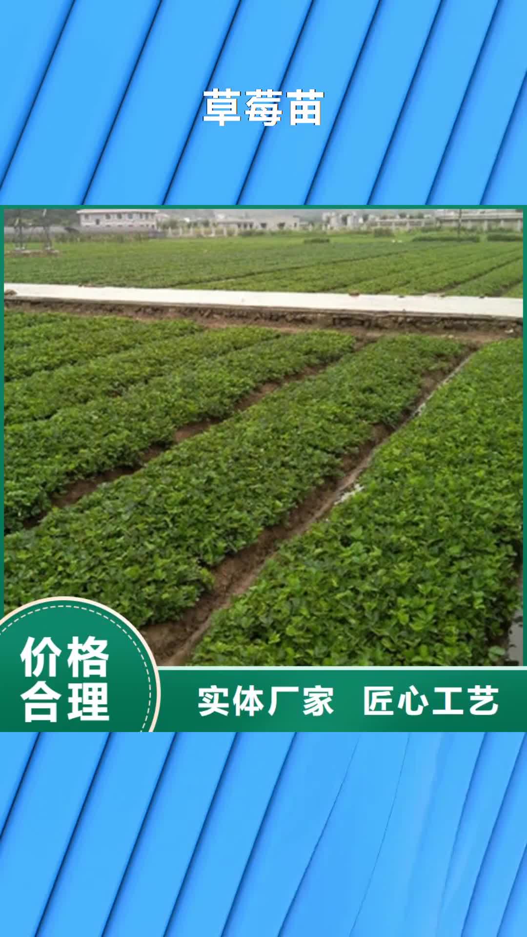 【永州 草莓苗,果树苗批发基地把实惠留给您】