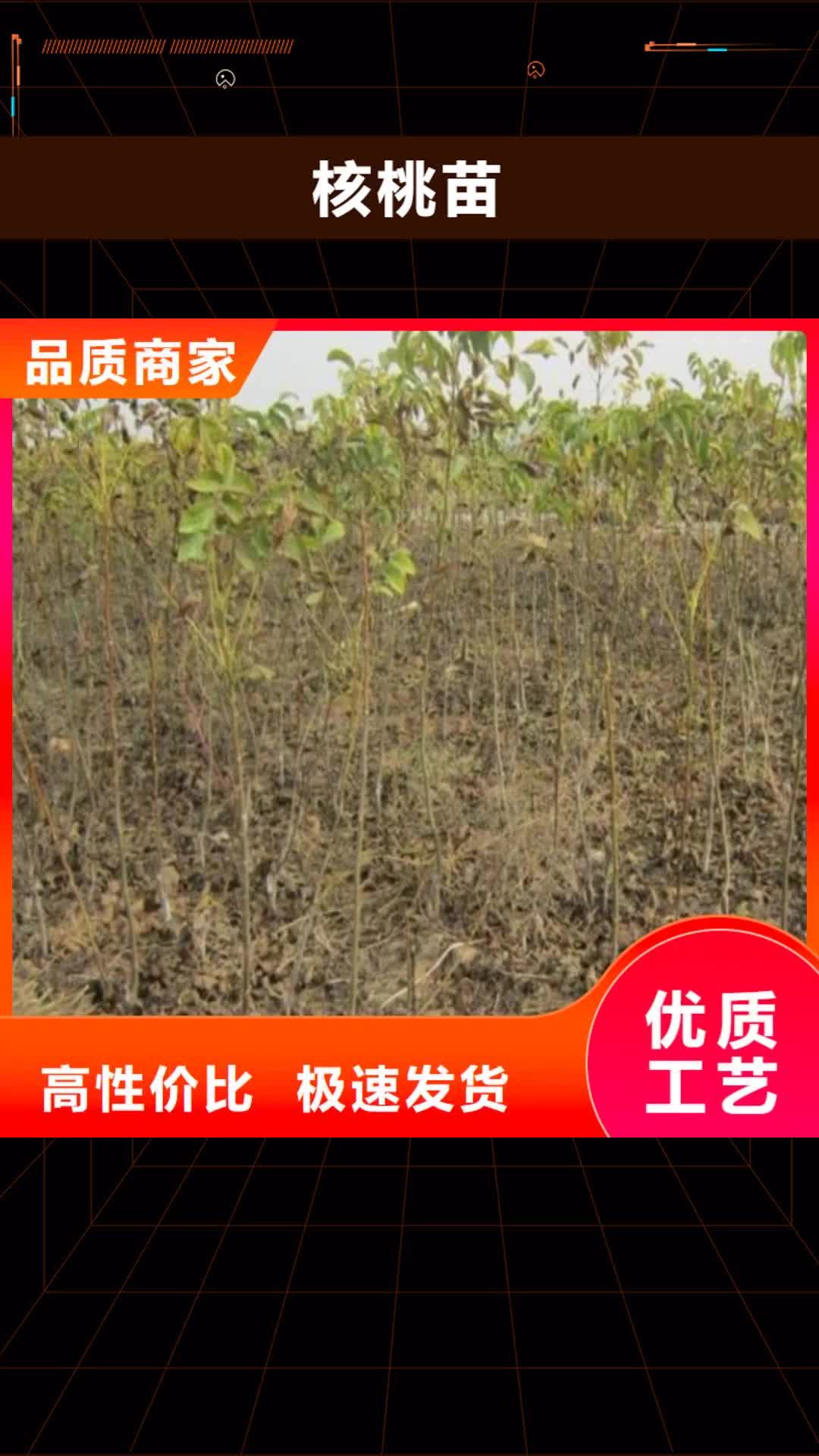 吉林 核桃苗-【果树苗】海量库存